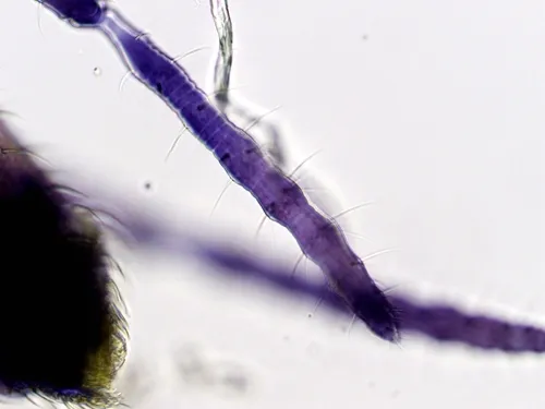 Sminthurides bifidus
