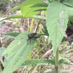 Helmeted Squash Bug thumbnail 3