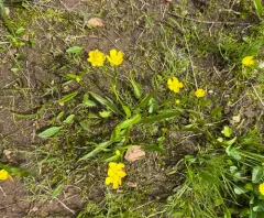 Plantainleaf Buttercup thumbnail 2