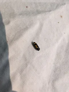 Redbud Borer thumbnail 4