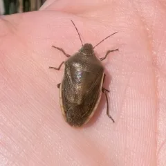 Chlorochroa senilis thumbnail 4