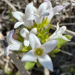 Canadian Summer Bluet thumbnail 4