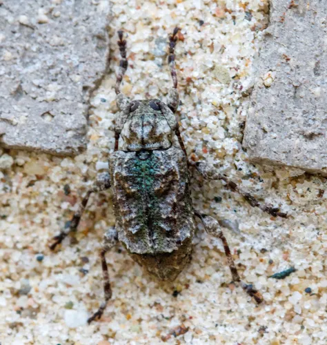 Leptostylus transversus