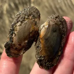 Cylindrical Papershell thumbnail 5