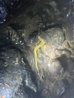 Southern Two-lined Salamander thumbnail 3