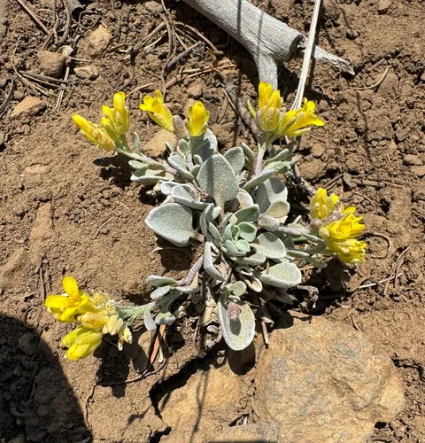 Washington Twinpod