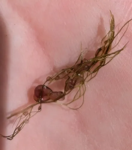 opposite stonewort