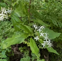 brown dogwood thumbnail 3