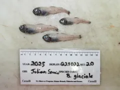 Glacier Lanternfish thumbnail 1