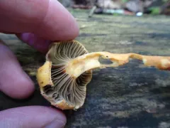 Olive Pine Spike thumbnail 2