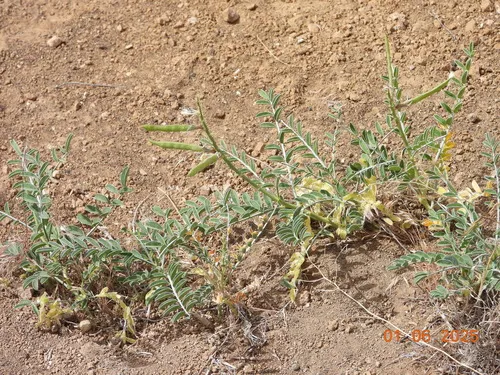 spine-noded milkvetch