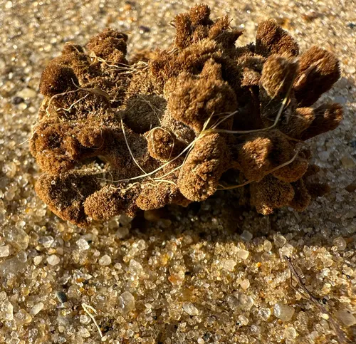 Red Beard Sponge