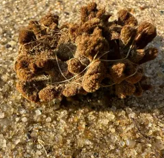 Red Beard Sponge thumbnail 1