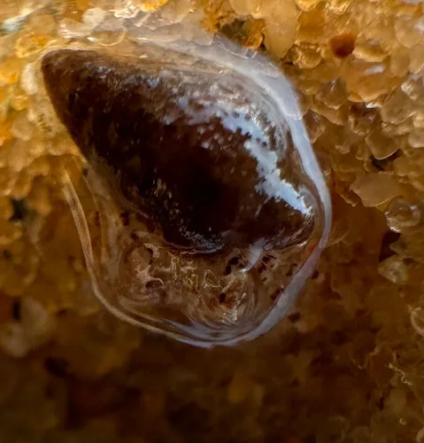 Brown Banded Hermit