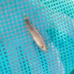 Fantail Darter thumbnail 3