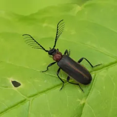 Flaming-pillow Beetle thumbnail 3