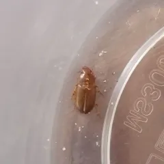 Amara fulva thumbnail 3