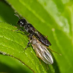 Crossocerus annulipes thumbnail 3