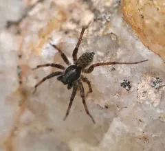 Shiny Wolf Spider thumbnail 4
