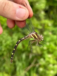 Brown Spiketail thumbnail 4
