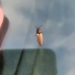 Black-collared Click Beetle thumbnail 4