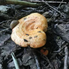 Lactarius thyinos thumbnail 2