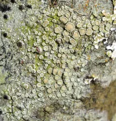 Dusted White-Rim thumbnail 4