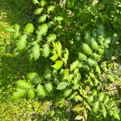 golden rain tree thumbnail 3