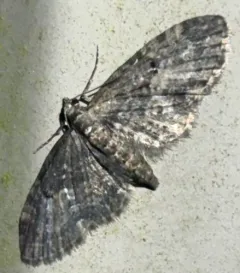 Larch Pug Moth thumbnail 4