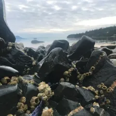 Pacific Acorn Barnacle thumbnail 4