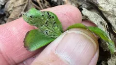 Urocystis anemones-narcissiflorae thumbnail 4