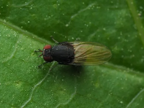 Minettia longipennis