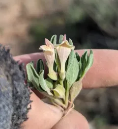 dwarf skullcap thumbnail 3
