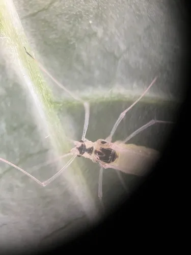 Spindly Elderberry Aphid