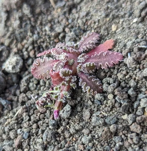 carveseed
