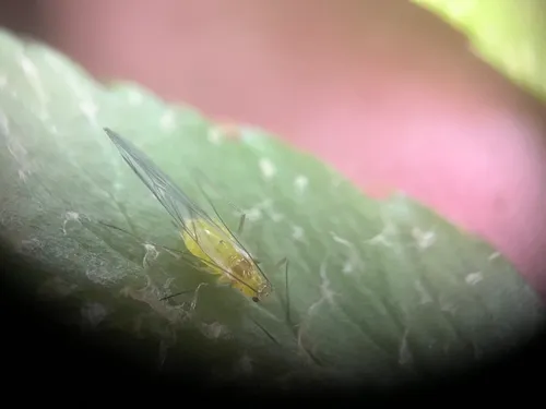 Oceanspray-Fern Aphid