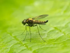 Chrysopilus tomentosus thumbnail 3