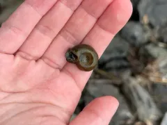 File Ramshorn thumbnail 3