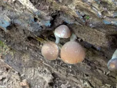 Psathyrella spintrigeroides thumbnail 3