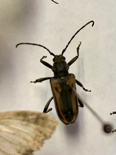 Neanthophylax pubicollis