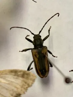 Neanthophylax pubicollis thumbnail 1