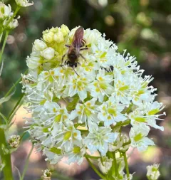 Death Camas Mining Bee thumbnail 3
