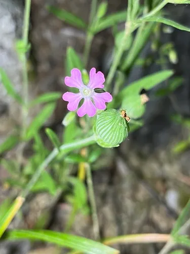 Sand Catchfly