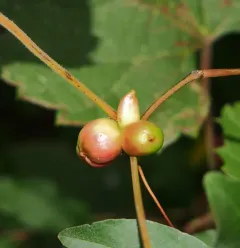 Ampelomyia vitispomum thumbnail 2