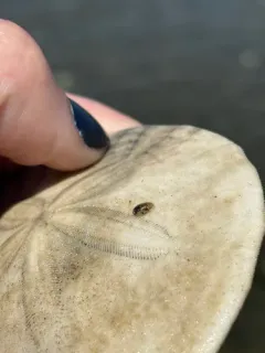 Exosphaeroma inornata thumbnail 4