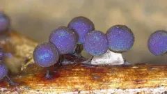 Lamproderma pulveratum thumbnail 2