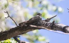 Lesser Nighthawk thumbnail 3