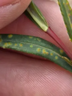 Uromyces triquetrus thumbnail 1