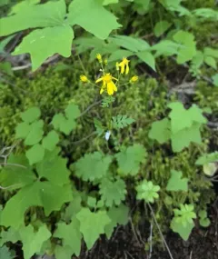 Bolander's Ragwort thumbnail 2