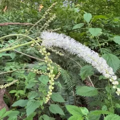 Tall Bugbane thumbnail 4